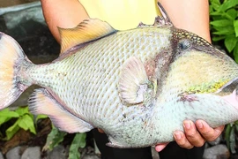 Loài cá xưa không ai biết, nay thành đặc sản nửa triệu đồng/kg