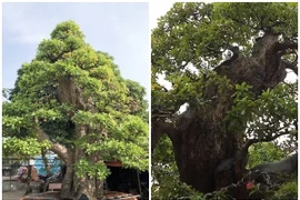 Cây lộc vừng được định giá 120 tỷ đồng đẹp cỡ nào?