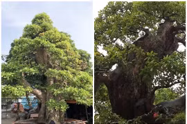 Cây lộc vừng được định giá 120 tỷ đồng đẹp cỡ nào?