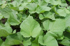 Loại rau xưa cho lợn ăn, sang nước ngoài hơn 1 triệu đồng/kg