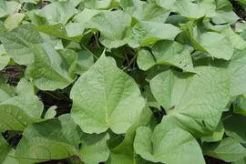 Loại rau xưa cho lợn ăn, sang nước ngoài hơn 1 triệu đồng/kg