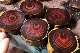 Tận thấy loại gỗ quý hiếm trị giá hàng trăm tỷ tại Việt Nam