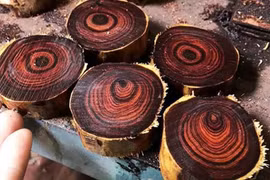 Tận thấy loại gỗ quý hiếm trị giá hàng trăm tỷ tại Việt Nam