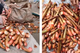 Thứ tưởng bỏ đi hóa "đặc sản", có tiền chưa chắc mua được 