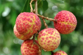 18 quả vải giá 1 triệu đồng gây sốt có gì đặc biệt?