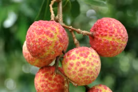 18 quả vải giá 1 triệu đồng gây sốt có gì đặc biệt?