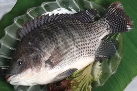 Loại cá từng bị "chê lên chê xuống" nay bán 200.000 đồng/kg