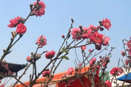 Vài trăm nghìn đồng một cành đào chơi Tết sớm 