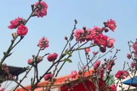 Vài trăm nghìn đồng một cành đào chơi Tết sớm 