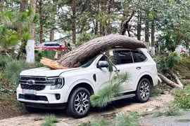 Cách bảo vệ ôtô khỏi cây đổ, ngập nước trước bão số 3 Wipha