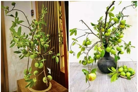Vừa đến mùa, cành quả thị đã "gây sốt" chợ mạng 