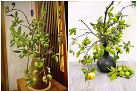 Vừa đến mùa, cành quả thị đã "gây sốt" chợ mạng 