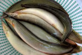 Lộc trời "ẩn trong bùn đất" xưa nhà nghèo ăn, nay 350.000 đồng/kg