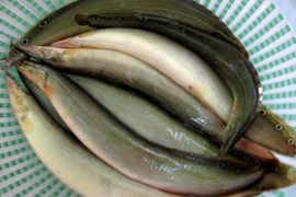 Lộc trời "ẩn trong bùn đất" xưa nhà nghèo ăn, nay 350.000 đồng/kg