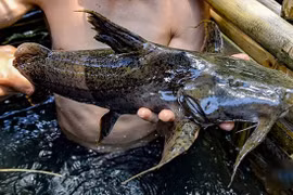 Loại cá tiến vua hơn nửa triệu đồng/kg vẫn "cháy hàng" 