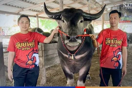 Con trâu khủng khiến đại gia vác 4,5 tỷ mua tại chỗ