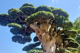 Cây duối đắt nhất Việt Nam có gì đặc biệt?