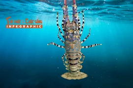 [INFOGRAPHIC] Xuất khẩu tôm hùm tăng kỷ lục 