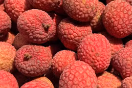 Vải thiều Australia về Việt Nam 800.000 đồng/kg ngon cỡ nào?