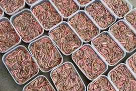 Đặc sản nhìn 'khiếp vía' giá nửa triệu đồng/kg vẫn đắt khách 