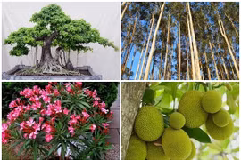 4 loại cây nguy hiểm không nên trồng sát nhà 