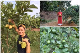 Cận cảnh nhà vườn trồng vô số trái cây của NSƯT Chiều Xuân