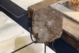 Đại gia chi chục triệu chỉ để thử món ăn từ phân voi 