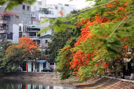 Phượng vĩ đỏ rực phố phường Hà Nội tháng 5 