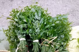 Tận thấy loại rau rừng 150.000 đồng/kg vẫn "cháy hàng"