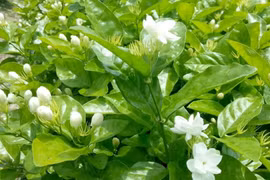 Loại hoa "rẻ bèo" ở Việt Nam sang nước ngoài nửa triệu đồng/kg