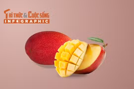 [INFOGRAPHIC] Giống xoài đắt nhất thế giới