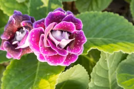 4 loại hoa trồng dễ hơn gừng bonsai