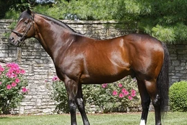 10 con ngựa đắt nhất thế giới 