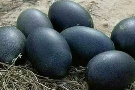 Trứng gà đen như than 1 triệu đồng/quả muốn mua cũng khó