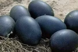 Trứng gà đen như than 1 triệu đồng/quả muốn mua cũng khó