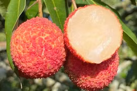 Vải thiều 700.000 đồng/kg đổ bộ chợ Việt ngon cỡ nào? 