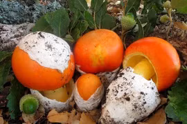 Loại nấm hiếm gặp nửa triệu đồng/kg có gì đặc biệt? 