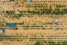  Đào Nhật Tân, quất Tứ Liên chìm trong nước, chủ vườn lo mất Tết 