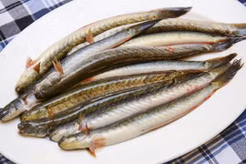 Loại cá "nhà nghèo" hóa đặc sản hơn nửa triệu đồng/kg