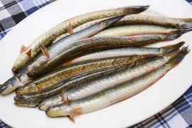 Loại cá "nhà nghèo" hóa đặc sản hơn nửa triệu đồng/kg