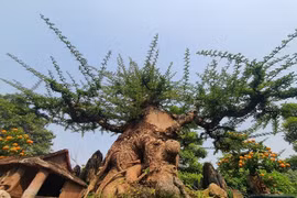 Cây mọc bờ rào "lên chậu" thành bonsai độc lạ, có cây nửa tỷ đồng 