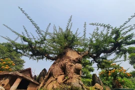 Cây mọc bờ rào "lên chậu" thành bonsai độc lạ, có cây nửa tỷ đồng 