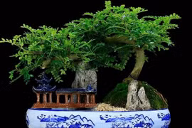 3 loại cây hút lộc nhà giàu chuộng trồng trong nhà 