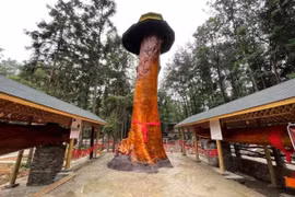 Cây gỗ được trả gần 900 tỷ, cụ ông quyết không bán