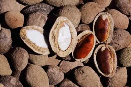 Loại hạt xưa rụng đầy gốc nay 'cháy hàng' dịp Tết