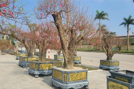 Đào cổ thụ sẵn sàng phục vụ khách chơi Tết Bính Ngọ 2026