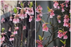 Bật mí loại đào được giới nhà giàu chuộng mua chơi Tết