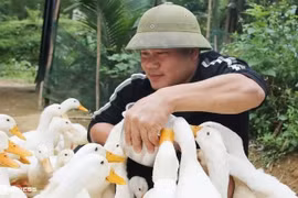 Nông trại Quảng Bình thu hút du khách với dịch vụ massage vịt lạ mắt