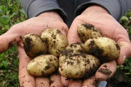 Điều ít biết về giống khoai tây gần 30 triệu đồng/kg