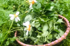 Rau mọc hoang không ai hái bỗng hóa đặc sản giá "cao vút"